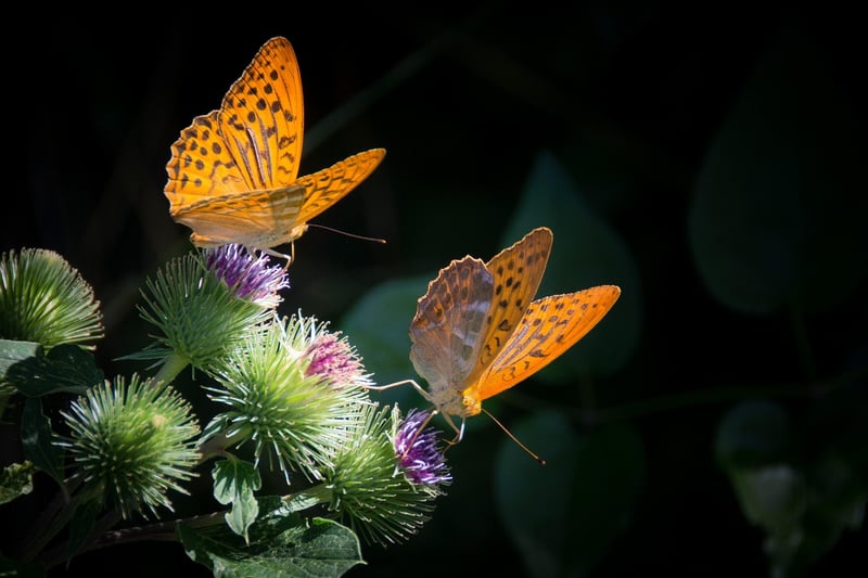 Butterfly Protocol